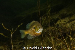 A male Bluegill Sunfish in a local Quarry. by David Gilchrist 